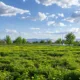 Как оценить качество земельного участка в Пермском крае